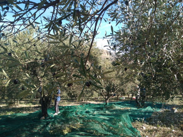 WhatsApp Image 2024 11 09 at 09.21.16