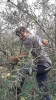 Raccolta olive 2021