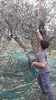 Raccolta olive 2021