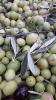 Raccolta olive 2021